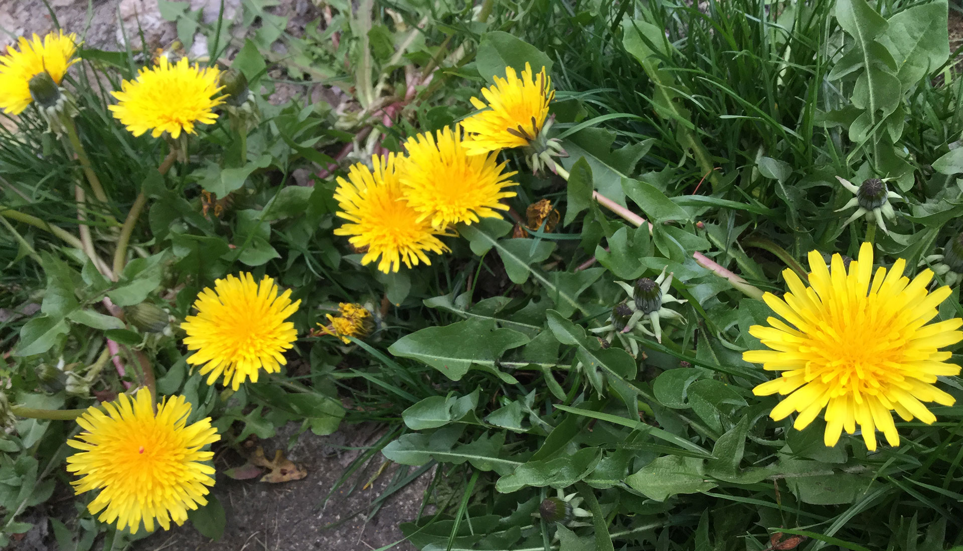 dandelion-tea-for-liver-health-wellness-to-a-tea